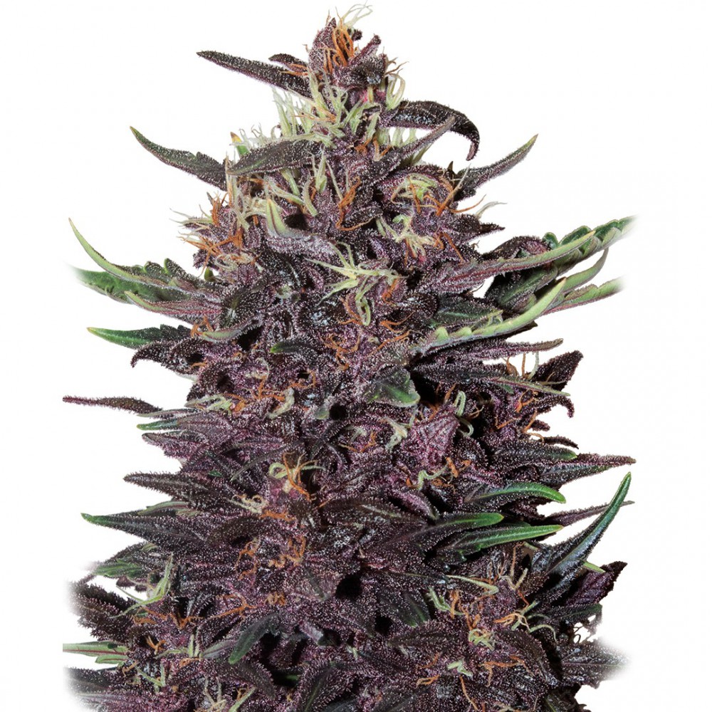 buddha purple kush autofloreciente (1)