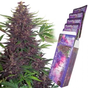 buddha purple kush autofloreciente