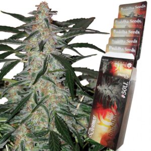 deimos autofloreciente buddha seeds