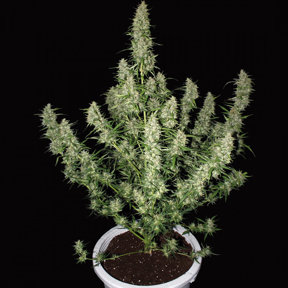 magnum autofloreciente buddha seeds (1)