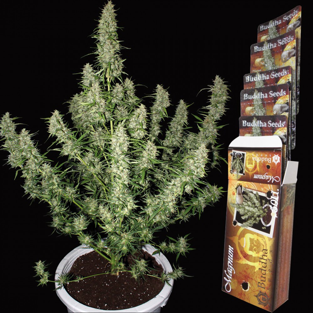 magnum autofloreciente buddha seeds