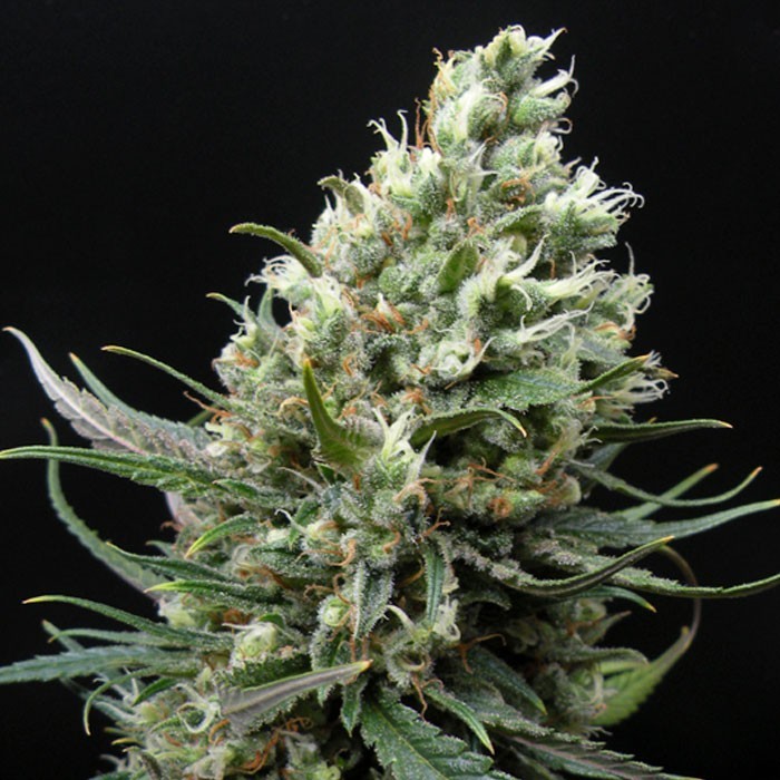 ripper haze semillas feminizadas de marihuana (1)