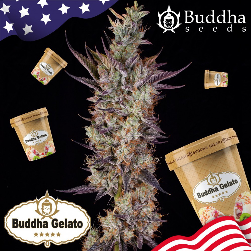 buddha gelato